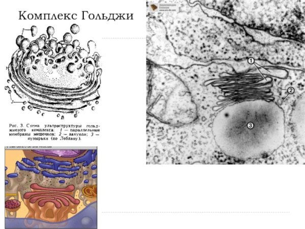 Регенерация мембран комплекс Гольджи