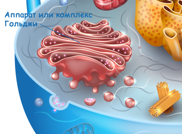 Комплекс аппарат Гольджи