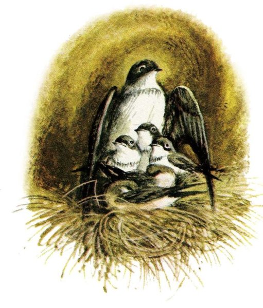 Астафьев в. "Стрижонок скрип"