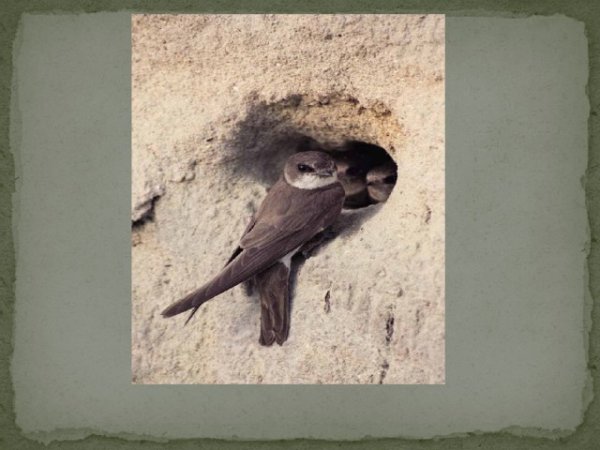 Стриж стрижиха Стрижонок