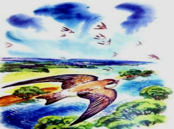 Стрижонок скрип рисунок