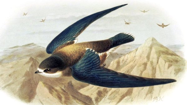 Астафьев в. "Стрижонок скрип"