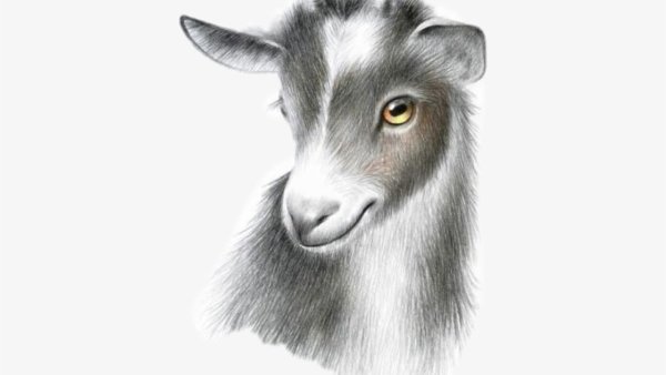 Рисунок козы для срисовки