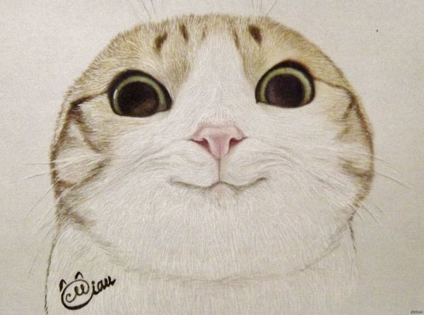 Нарисованные коты мемы