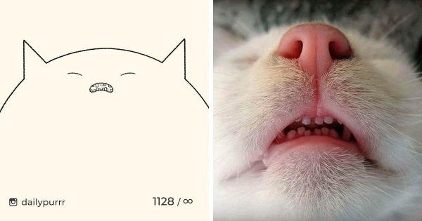 Скетч кот мемный