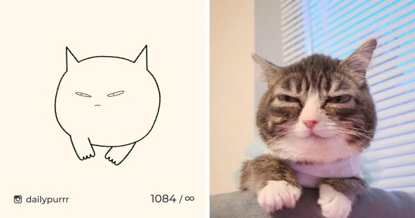 Минималистичный мемный кот