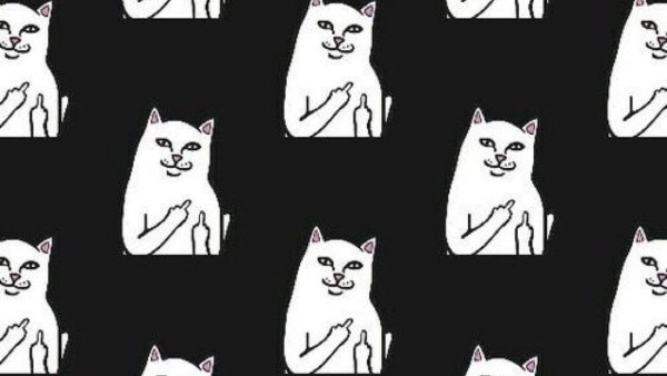 Коты мемы на черном фоне