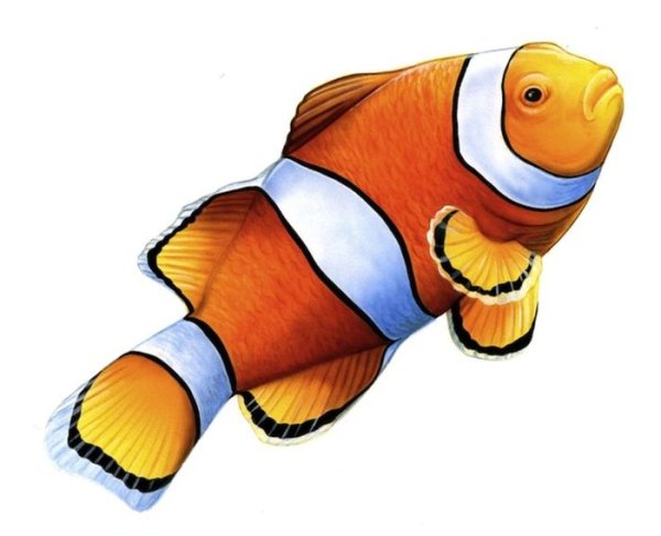 Рыба клоун сбоку