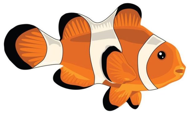Рыба клоун рисунок