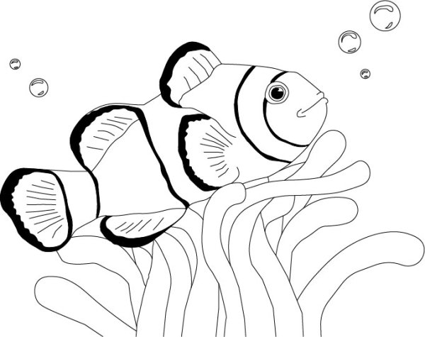 Рыба клоун черно белая