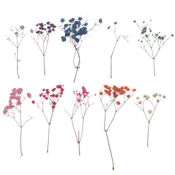 Цветы гипсофила акварелью