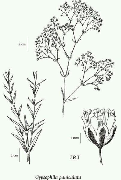Ботаническая зарисовка гипсофила