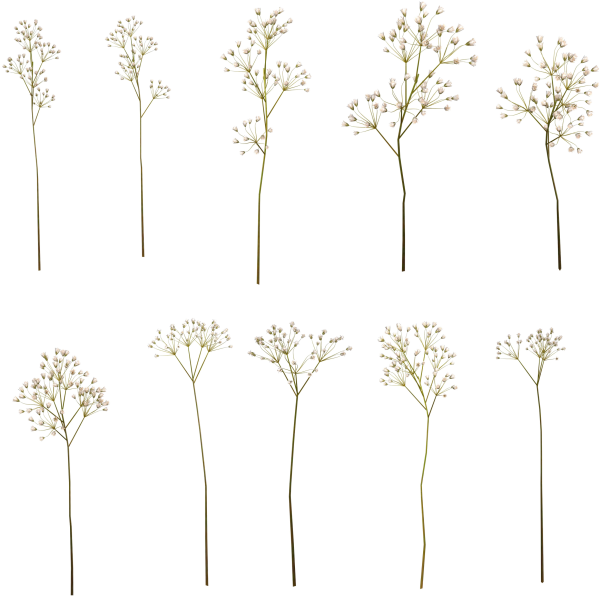 Гипсофил вектор