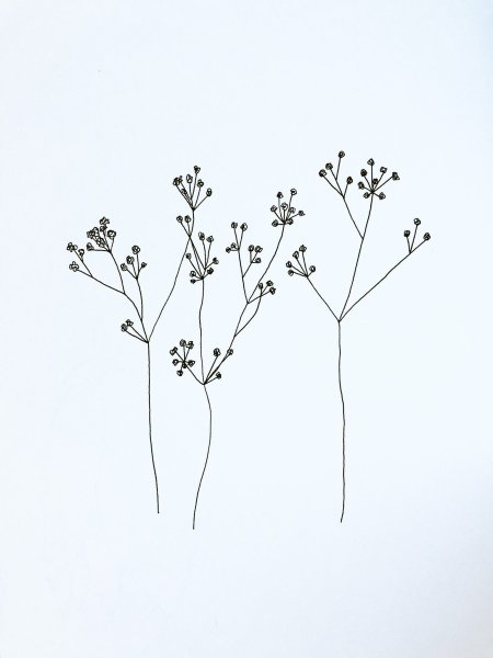 Ботаническая зарисовка гипсофила