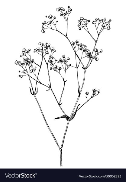 Гипсофилы в графике