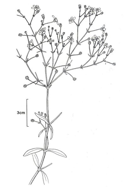 Ботаническая зарисовка гипсофила