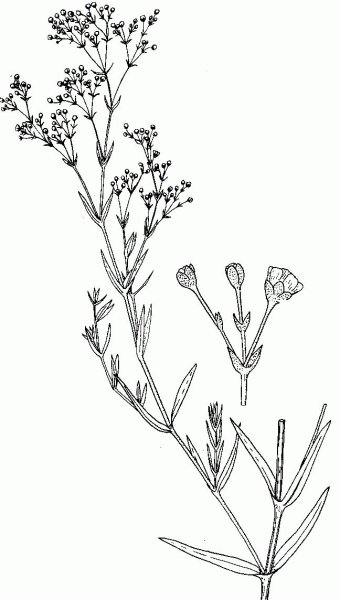 Гипсофила метельчатая рисунок