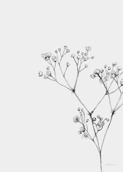 Гипсофила вектор