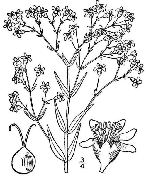 Гипсофила метельчатая строение