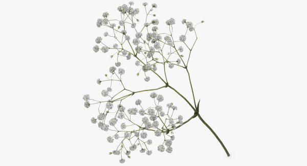 Гипсофила сухая веточка