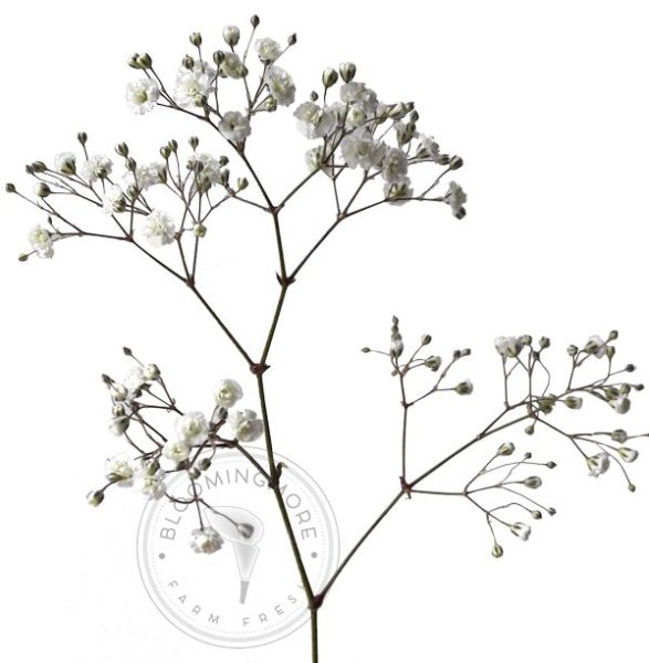 Гипсофила Аврора