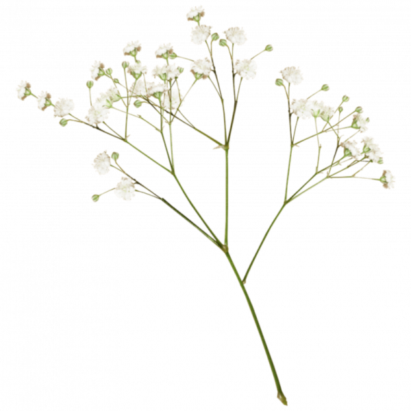 Гипсофила силуэт