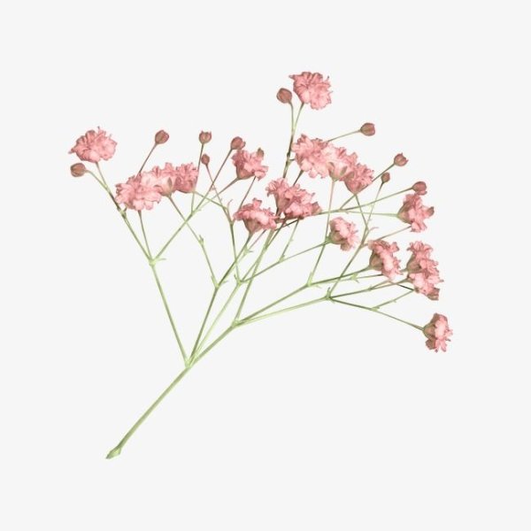 Гипсофила акварель