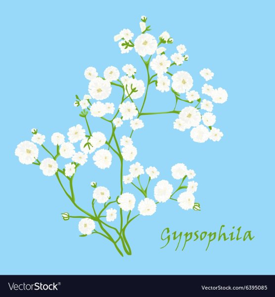 Гипсофил вектор