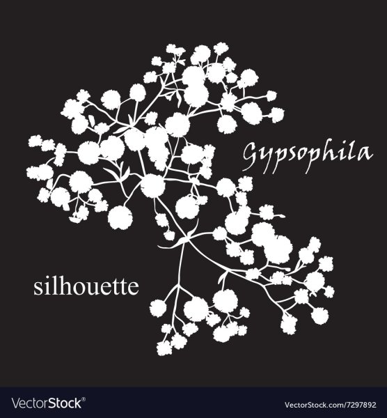 Гипсофила вектор