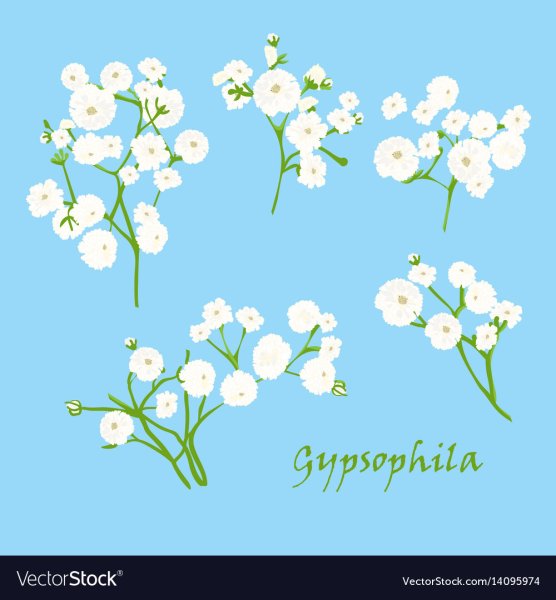 Сухая трава гербарий сухоцветы