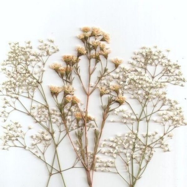 Гипсофила акварель