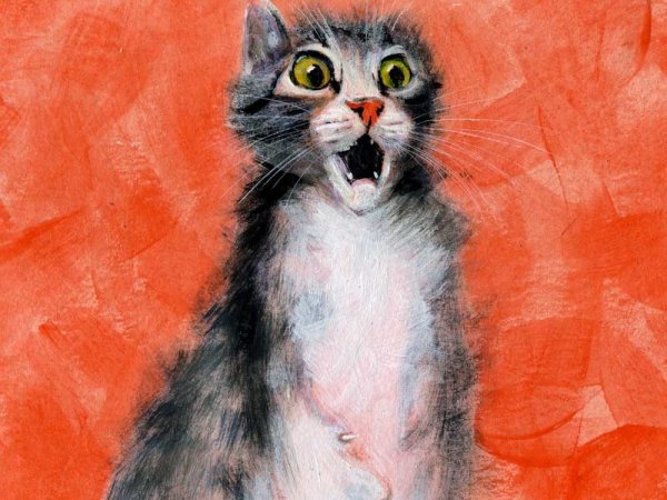 Картина удивление кота