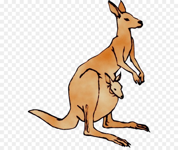 Кенгуру арт