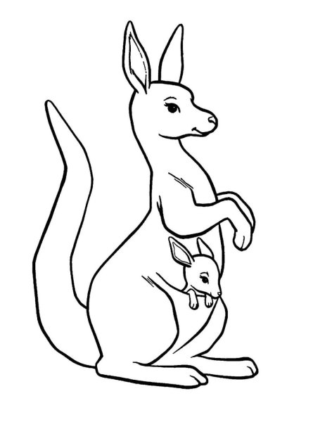 Кенгуру рисунок