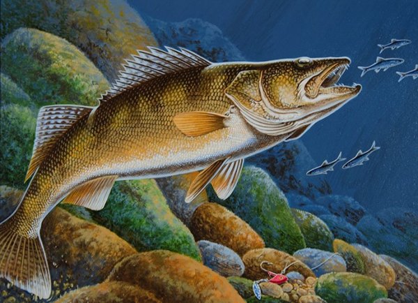 Судак рыба рисунок
