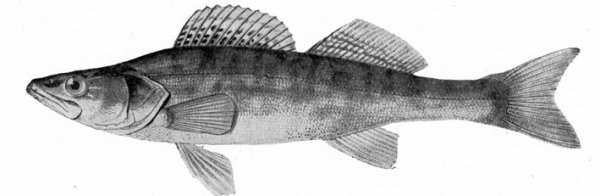 Судак черно белый