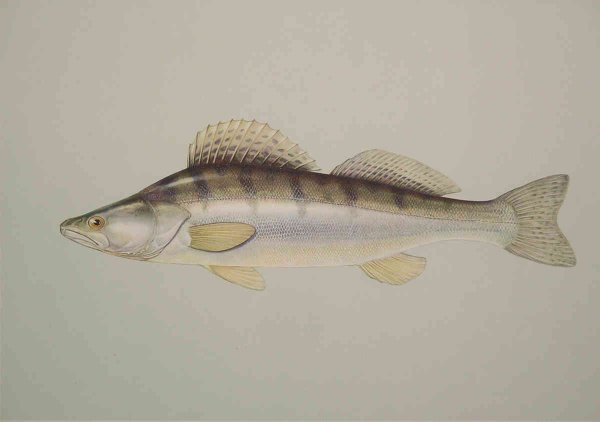 Обыкновенный Судак