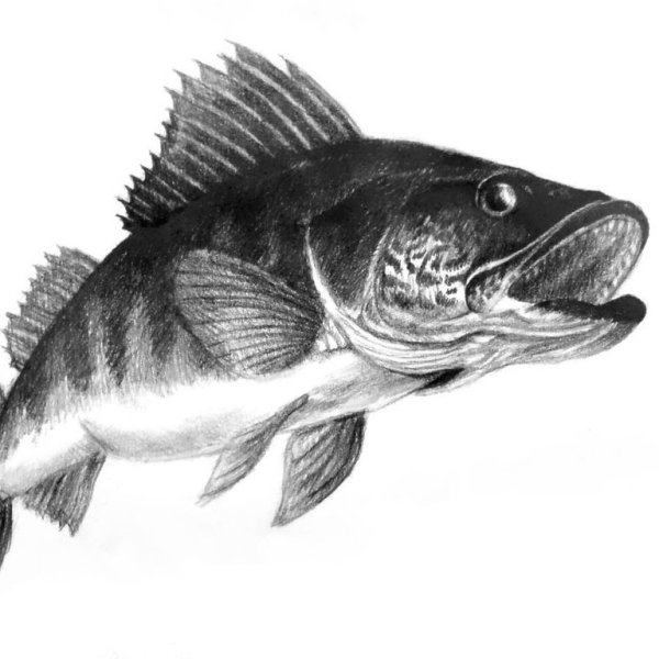 Окунь черно белый