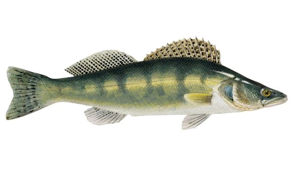 Судак без фона