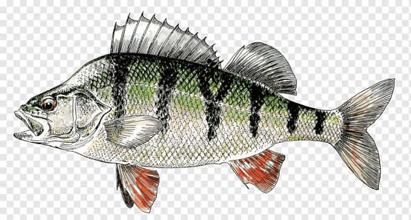 Окунь на белом фоне