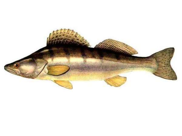 Судак берш Ерш
