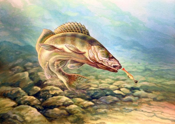 Судак рыба и щука