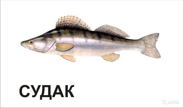 Речные рыбы для детей