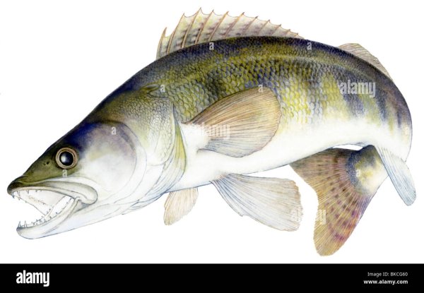 Судак рисунок