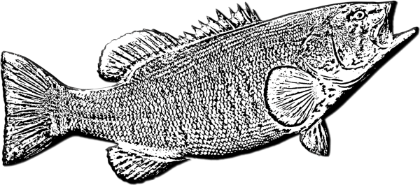 Судак раскраска
