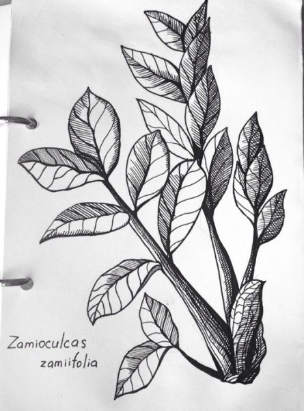 Рисунок растения замиокулькас