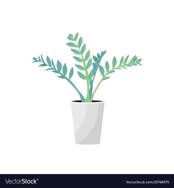 Замиокулькас нарисовать