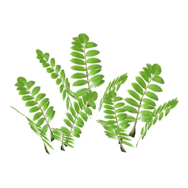 Замиокулькас ветка