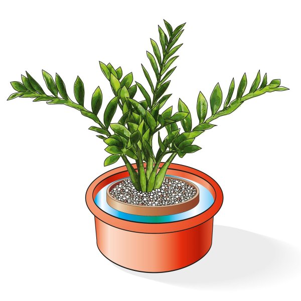 Цветка замиокулькас вектор