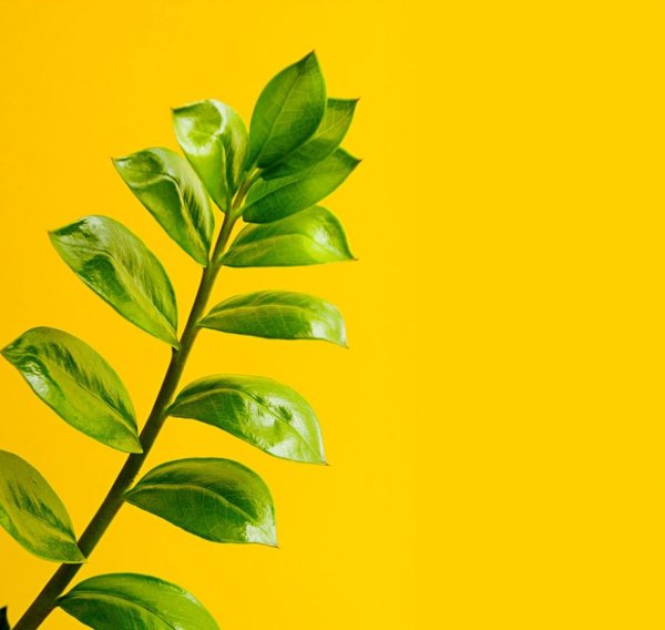 Замиокулькас замиелистный рисунок